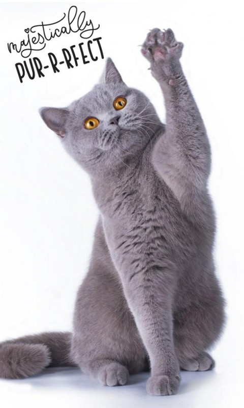 37279Ręczniczek do przedszkola 30x50 Cat bengalski kot dziecięcy Babies-1